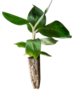 PLATANO PRESENTACION F-IV_